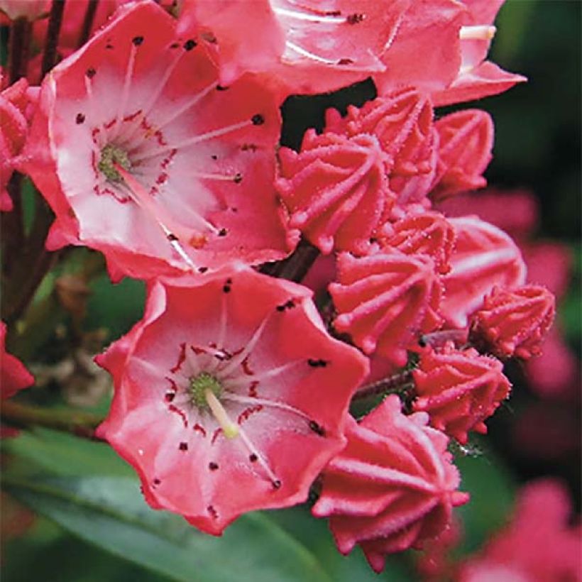 Kalmia latifolia Pinkobello - Laurier des montagnes rose vif  (Flowering)
