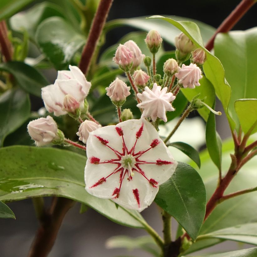 Kalmia latifolia Windmill - Laurier des montagnes (Flowering)