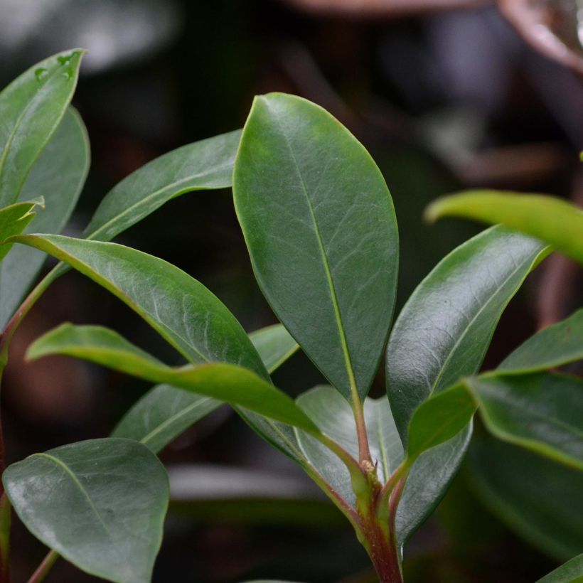 Kalmia latifolia You Can - Laurier des montagnes en camaieu de rose (Foliage)