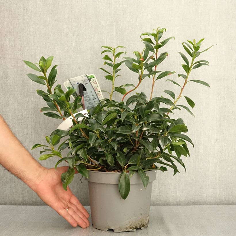 Example of Kalmia latifolia Zébulon - Laurier des montagnes blanc nuancé de rose Pot de 3L/4L as you get in ete