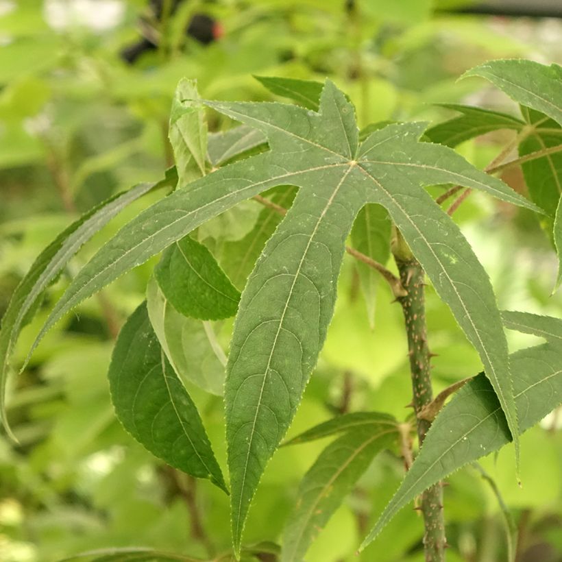 Kalopanax pictus Maximowiczii (Foliage)