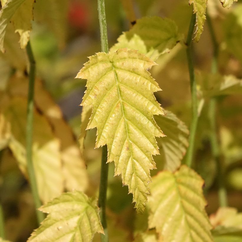 Kerria japonica - Corète du Japon (Foliage)