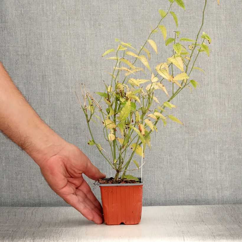 Example of Kerria japonica - Corète du Japon Godet de 8/9 cm as you get in ete