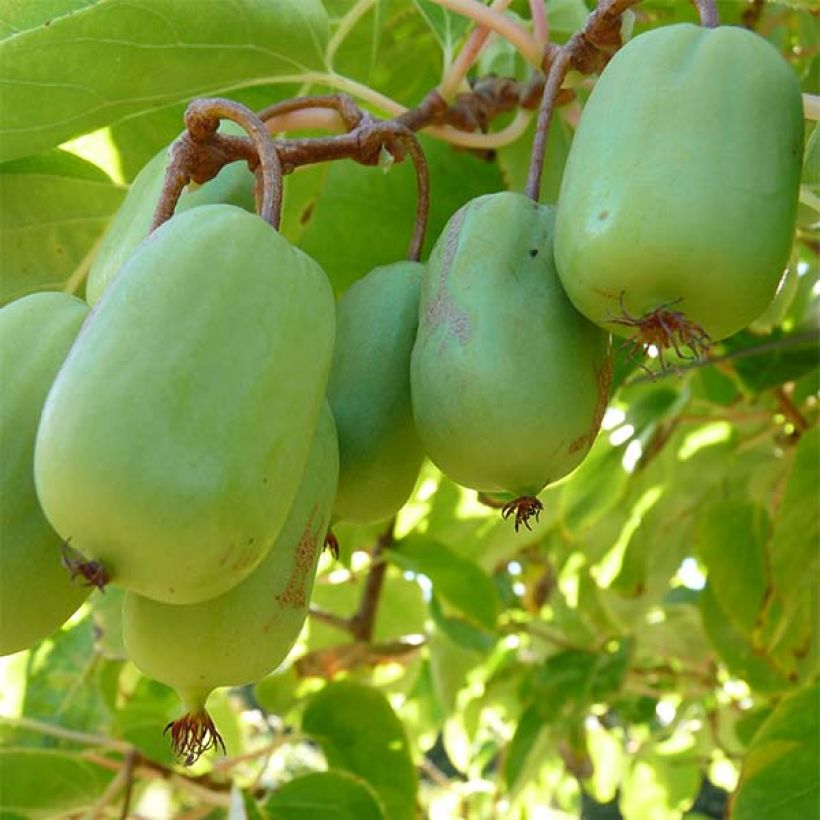 Kiwaï Ambrosia femelle (Actinidia arguta) (Harvest)