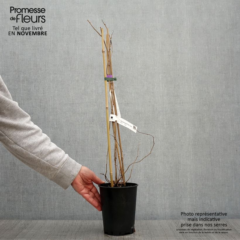 Example of Kiwai femelle Fresh Jumbo - Actinidia arguta Pot de 2L/3L as you get in automne