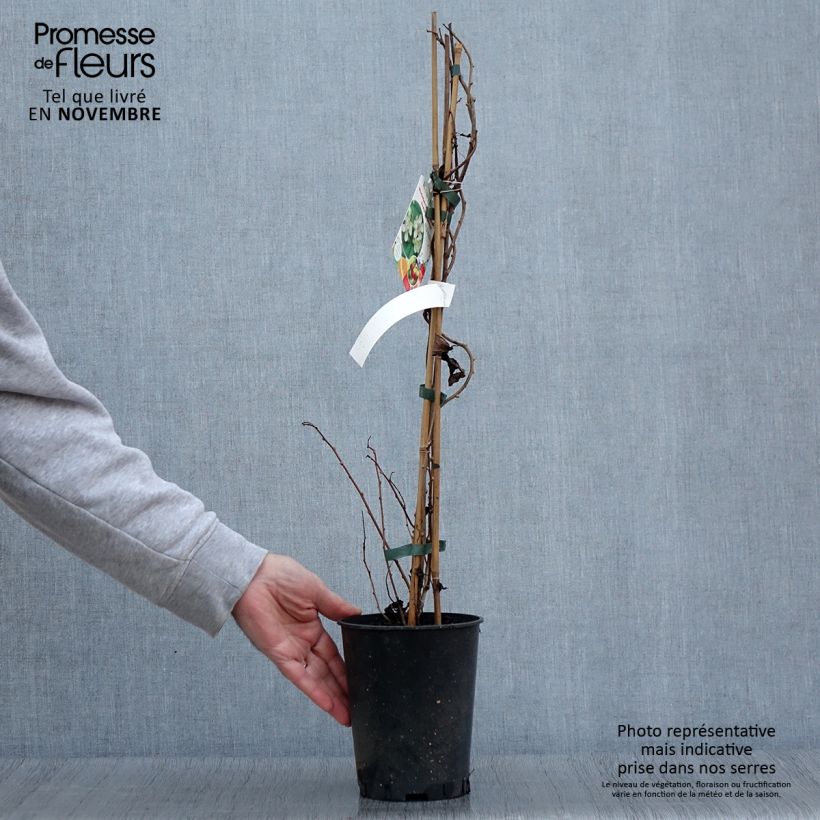 Example of Kiwai mâle Romeo - Actinidia arguta Pot de 2L/3L as you get in automne