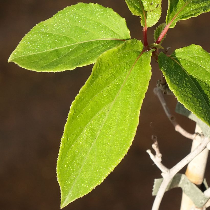 Kiwai mâle Weima - Actinidia arguta (Foliage)