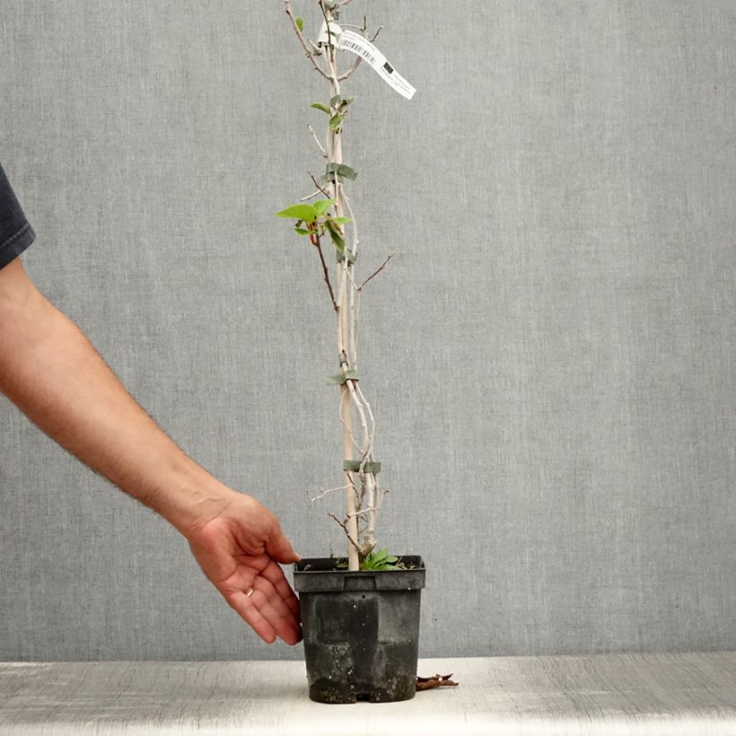 Example of Kiwai mâle Weima - Actinidia arguta Pot de 2L/3L as you get in ete