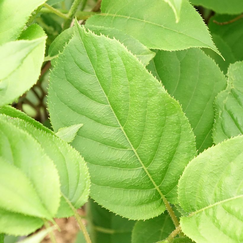 Kiwai Prince Jumbo (mâle) - Actinidia arguta (Foliage)
