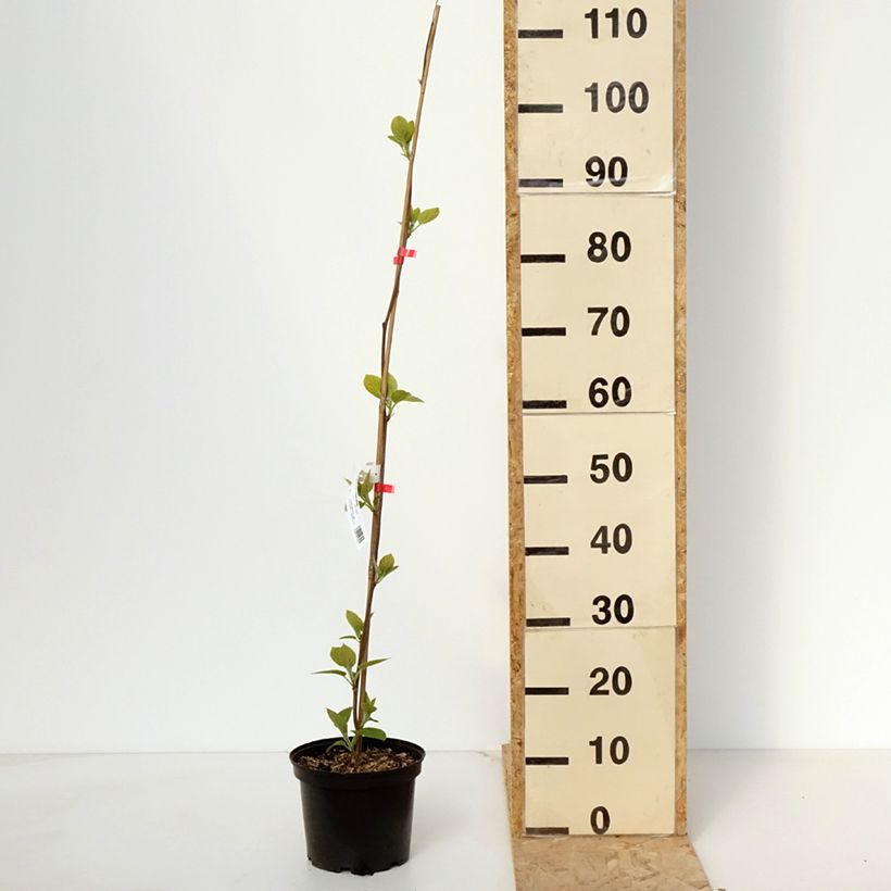 Example of Kiwi - Actinidia deliciosa Kiwi Wonder Pot de 3L/4L as you get in printemps