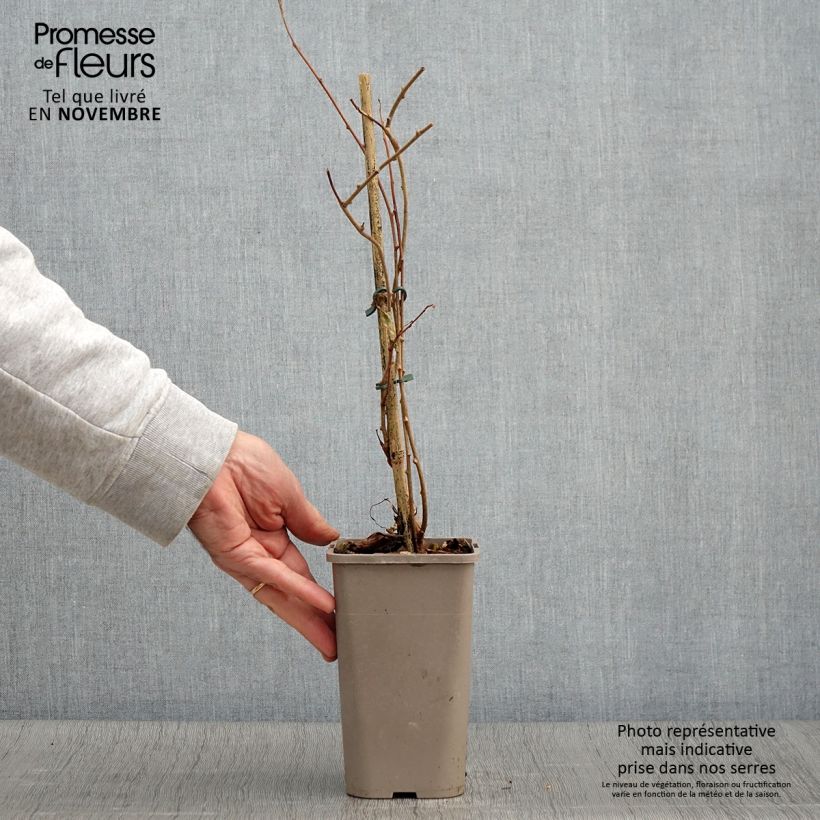 Example of Kiwi arguta femelle Pink Jumbo - Actinidia arguta Pot de 1,5L/2L as you get in automne