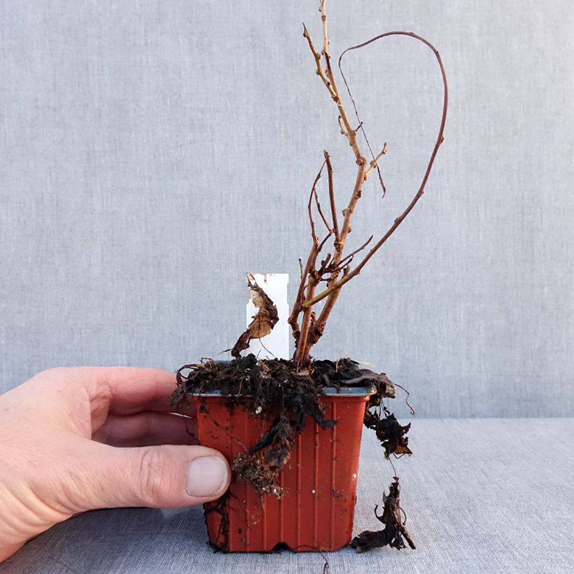 Example of Kiwi arguta Geneva (femelle) - Kiwaï - Actinidia arguta Godet de 8/9 cm as you get in hiver