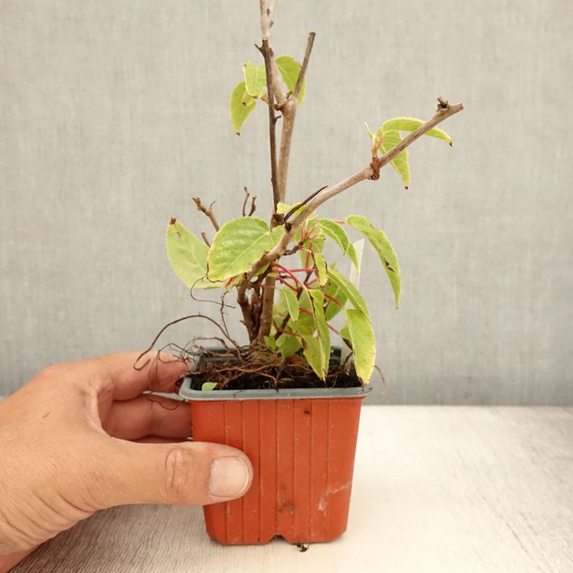 Example of Kiwi arguta Ken's Red (femelle) - Kiwai - Actinidia arguta Godet de 8/9 cm as you get in ete