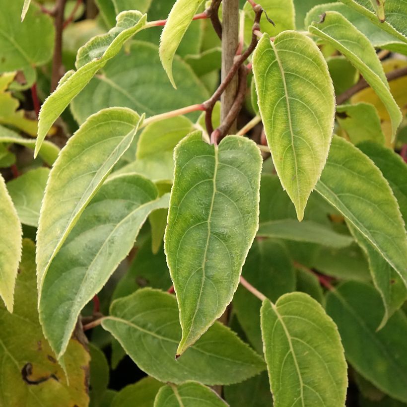 Kiwi arguta Ken's Red (femelle) - Kiwai - Actinidia arguta (Foliage)