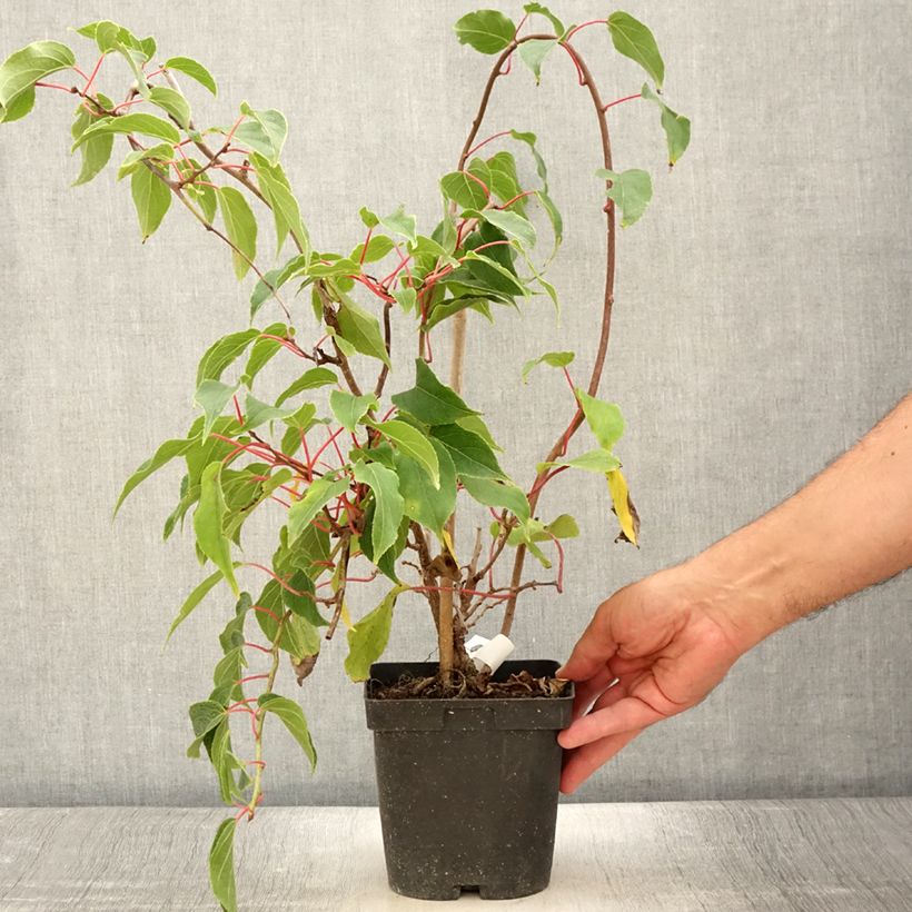 Example of Kiwi arguta Ken's Red (femelle) - Kiwai - Actinidia arguta Pot de 1,5L/2L as you get in ete