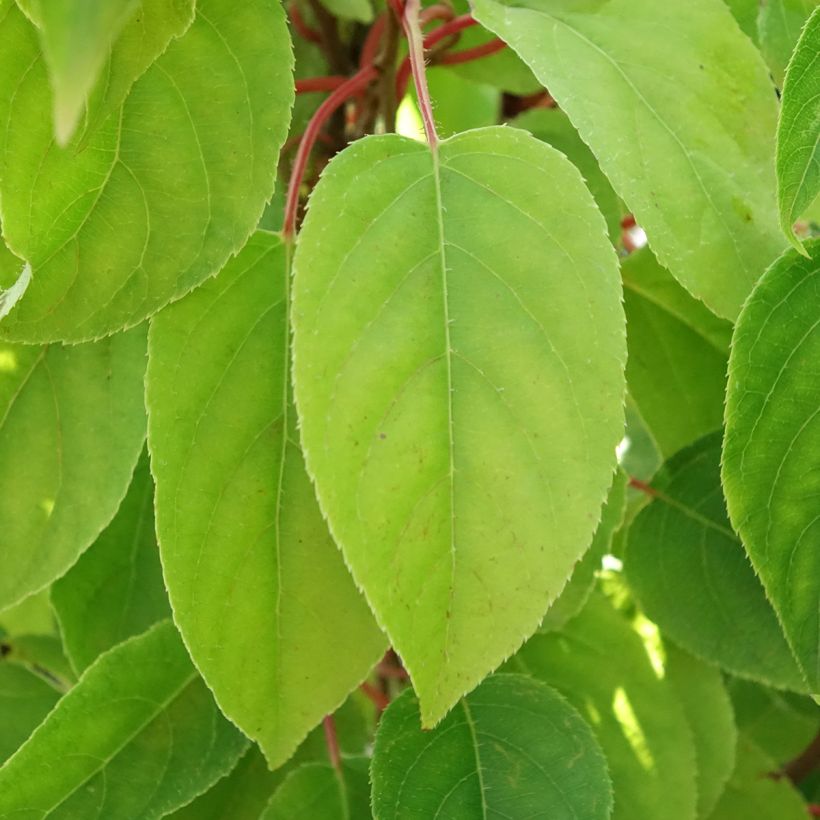 Kiwi arguta Mariered (femelle) - Kiwaï - Actinidia arguta (Foliage)
