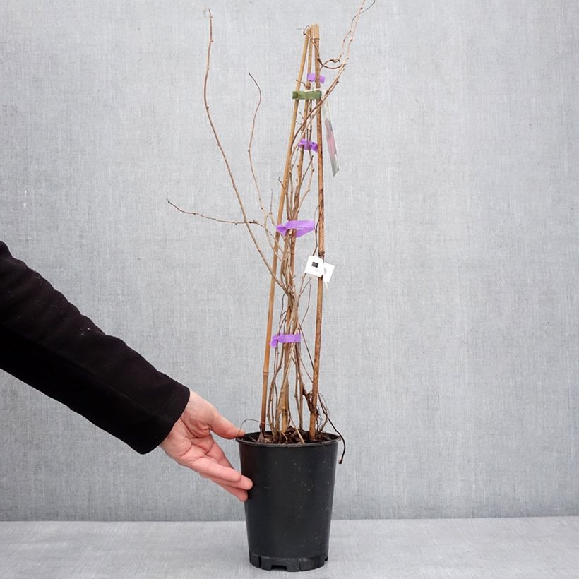 Example of Kiwi arguta Mariered (femelle) - Kiwaï - Actinidia arguta Pot de 2L/3L as you get in hiver