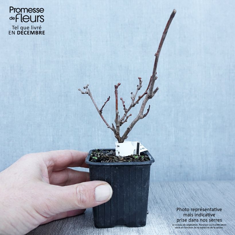 Example of Kiwi arguta Purpurea (femelle) - Kiwaï Godet de 8/9 cm as you get in automne