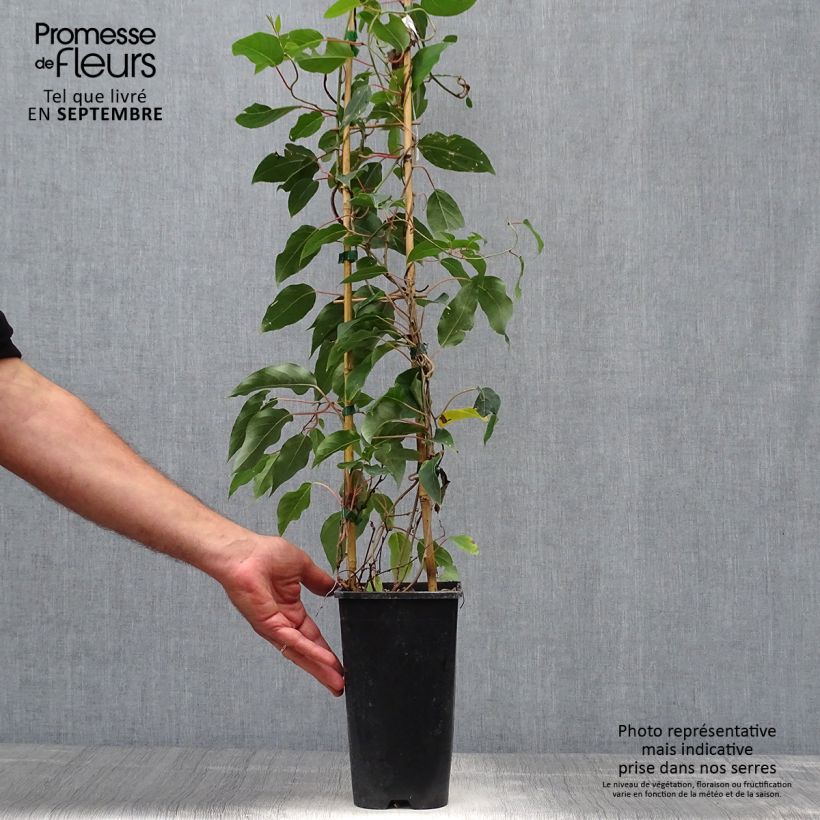 Example of Kiwi arguta Purpurea (femelle) - Kiwaï Pot de 2L/3L as you get in automne