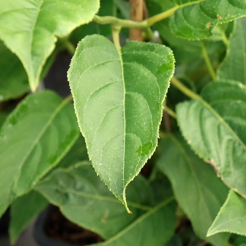 Kiwi arguta Super Issai (autofertile) - Kiwaï - Actinidia arguta (Foliage)