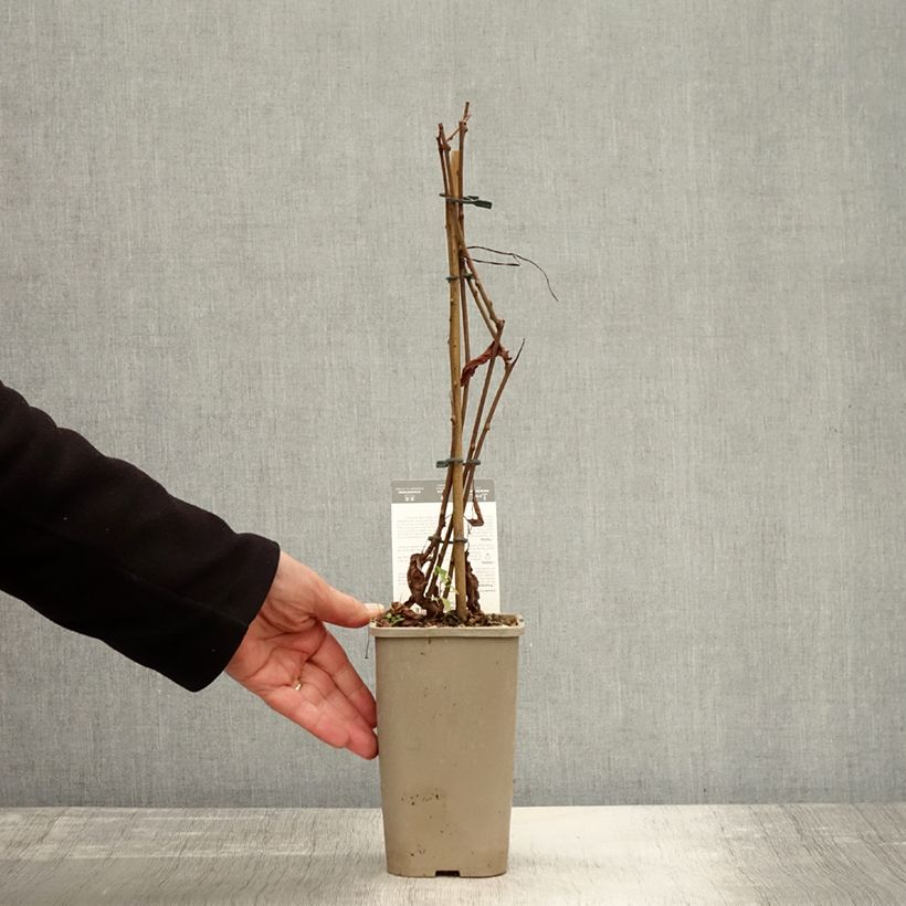 Example of Kiwi arguta Super Issai (autofertile) - Kiwaï - Actinidia arguta Pot de 1,5L/2L as you get in automne