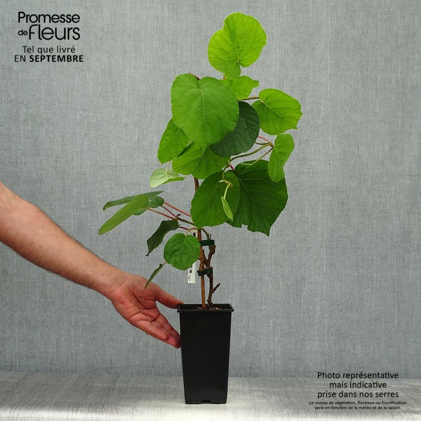 Example of Kiwi autofertile Herma - Actinidia chinensis Pot de 1,5L/2L as you get in automne