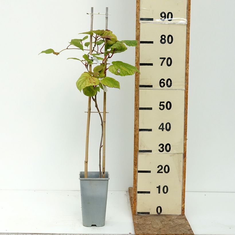 Example of Kiwi autofertile Herma - Actinidia chinensis Pot de 3L/4L as you get in ete