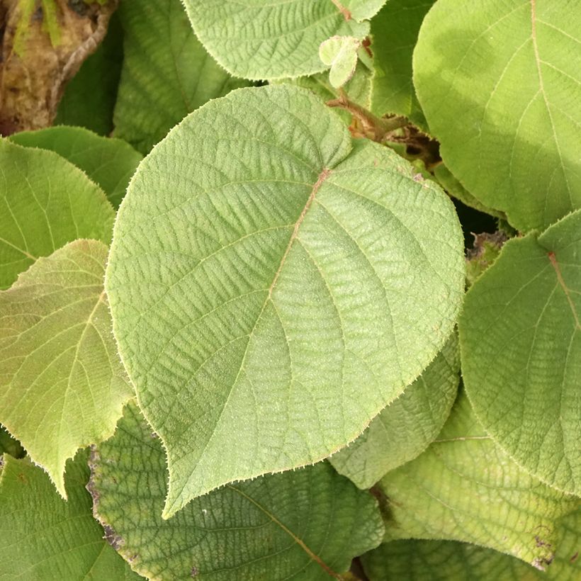 Kiwi Petite Homme (femelle) - Actinidia deliciosa (Foliage)