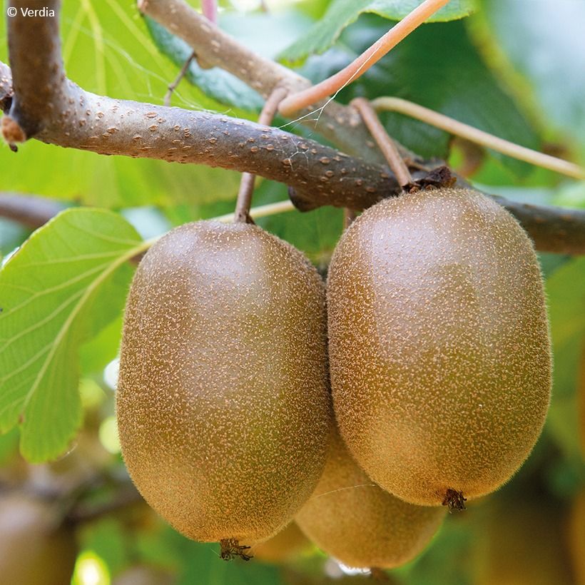 Duo Kiwis jaunes kiw'Happy mâle et femelle réunis dans un pot (Harvest)