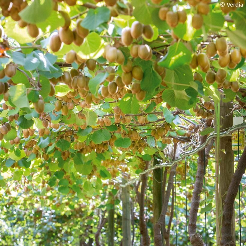 Duo Kiwis jaunes kiw'Happy mâle et femelle réunis dans un pot (Plant habit)