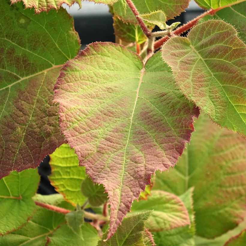 Kiwi jaune kiw'Happy femelle - Actinidia deliciosa (Foliage)