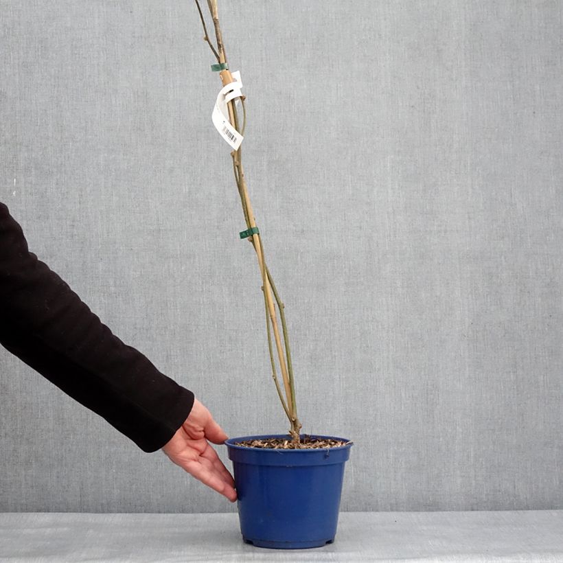 Example of Kiwi jaune kiw'Happy mâle - Actinidia deliciosa Pot de 2L/3L as you get in hiver