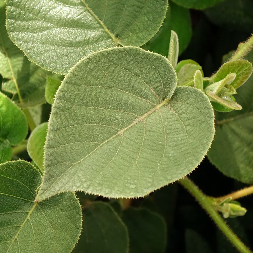 Kiwi jaune Minkigold femelle - Actinidia chinensis (Foliage)