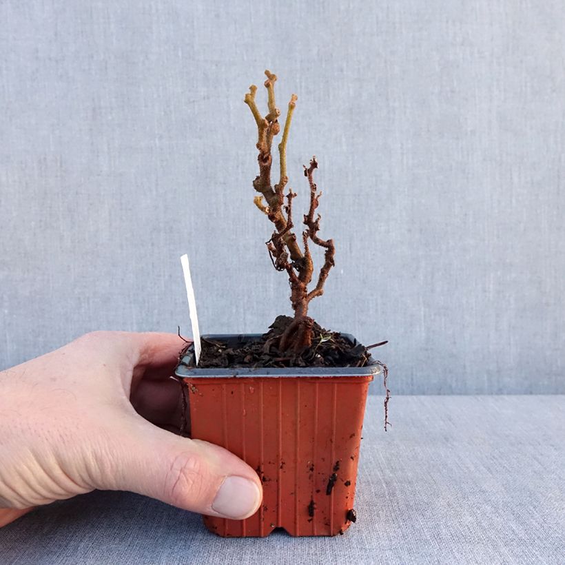 Example of Kiwi Jenny (autofertile) - Actinidia deliciosa Godet de 8/9 cm as you get in hiver