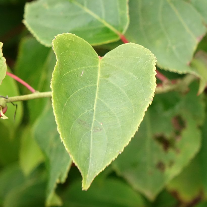 Kiwi arguta Bingo (femelle) - Kiwaï - Actinidia arguta (Foliage)