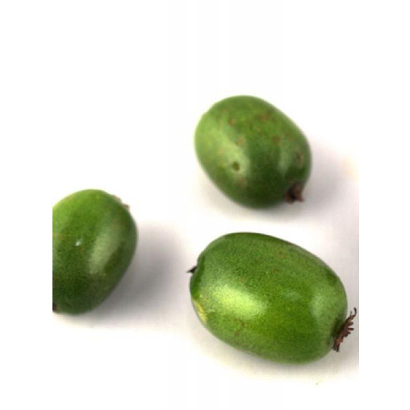 Kiwi arguta Vitikiwi - Kiwaï (Harvest)