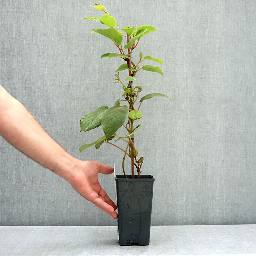 Example of Kiwi Tomuri (mâle) - Actinidia deliciosa Pot de 2L/3L as you get in ete