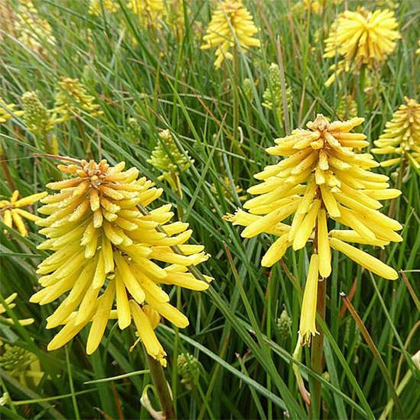 Tritoma - Kniphofia Banana Popsicle (Flowering)