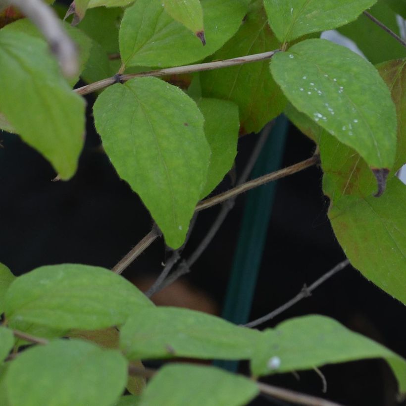 Kolkwitzia amabilis - Buisson de beauté (Foliage)