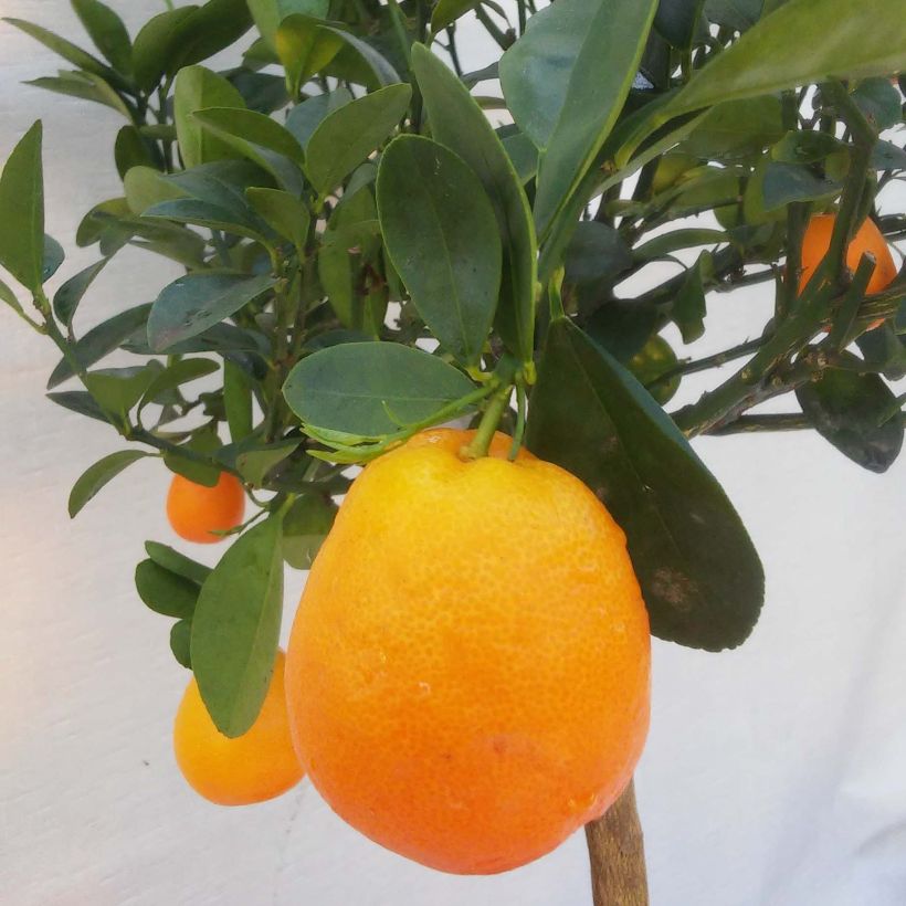 Kumquat Fukushu ou Jiangsu - Fortunella obovata (Harvest)