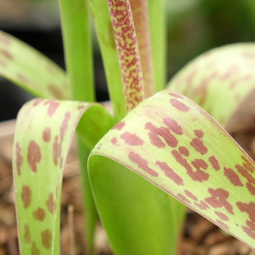 Lachenalia Rupert - Coucou du Cap (Foliage)