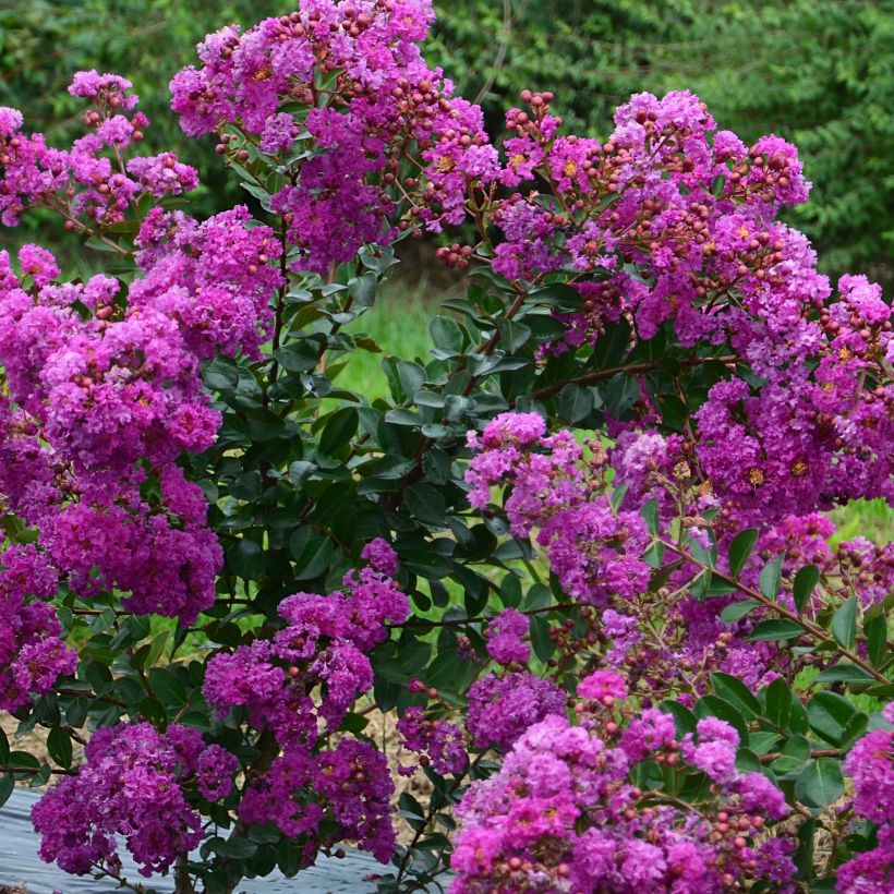 lagerstroemia indica Violet d'Eté indyvio - Lilas des Indes violine (Flowering)