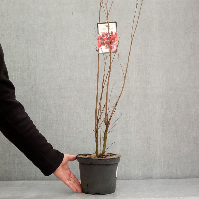 Example of Lagerstroemia indica Black Solitaire (Black Diamond) Crimson Red - Lilas des Indes Pot de 3L/4L as you get in hiver