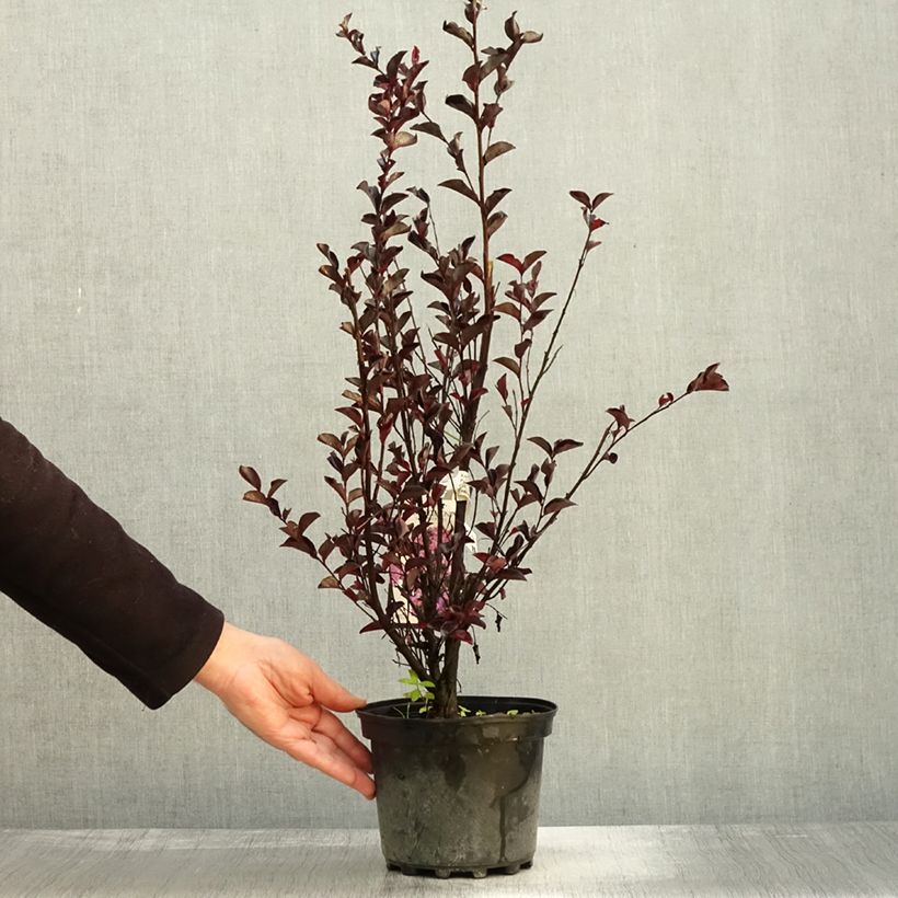 Example of Lagerstroemia indica Black Solitaire (Black Diamond) Purely Purple - Lilas des Indes Pot de 3L/4L, Buisson as you get in automne