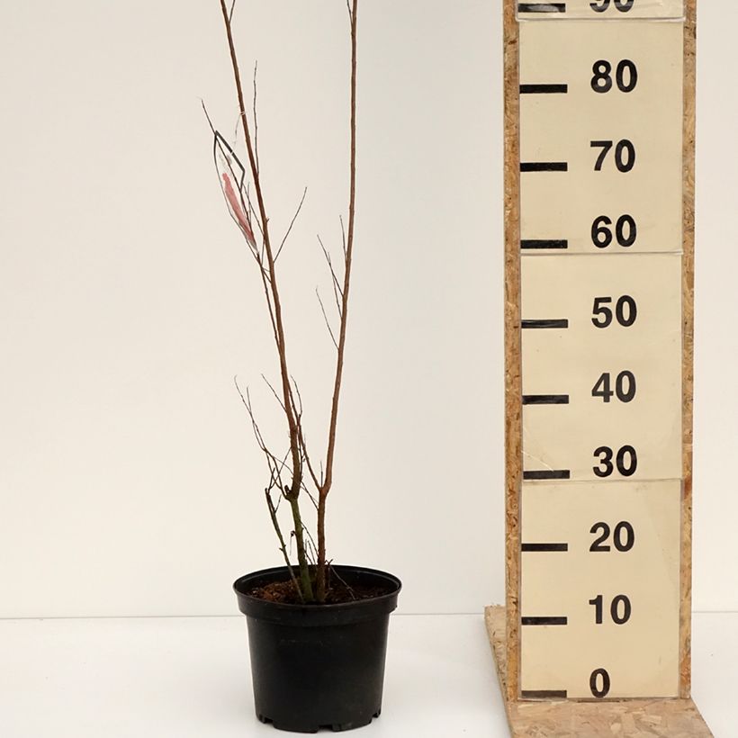 Example of Lagerstroemia indica Black Solitaire (Black Diamond) Red Hot - Lilas des Indes Pot de 4L/5L as you get in hiver