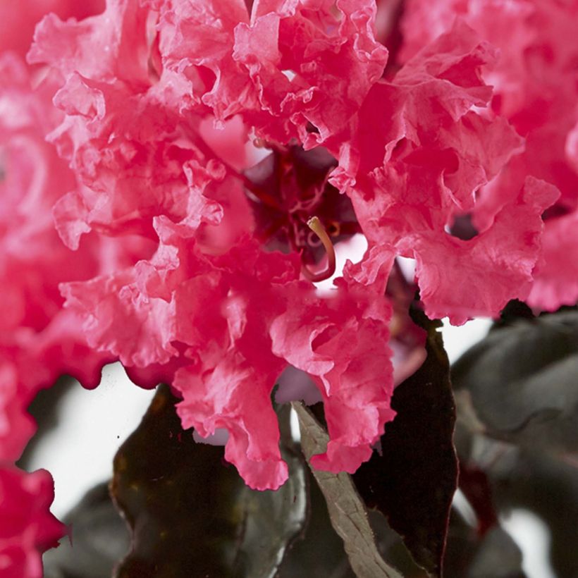 Lagerstroemia indica Black Solitaire (Black Diamond) Shell Pink - Lilas des Indes (Flowering)
