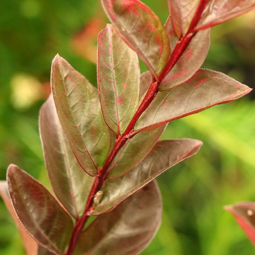 Lagerstroemia indica Black Solitaire® (Black Diamond) Blush - Lilas des Indes (Foliage)