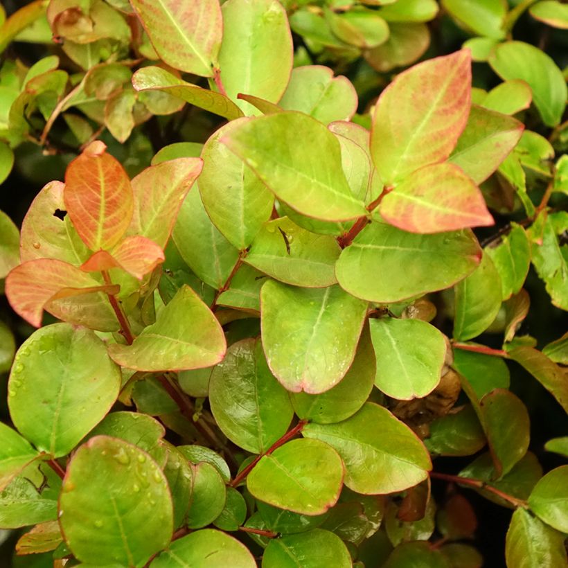 Lagerstroemia indica Dynamite  - Lilas des Indes (Foliage)