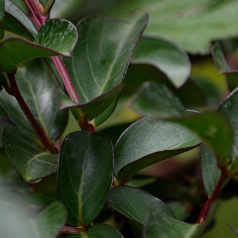Lagerstroemia indica Mauve - Lilas des Indes (Foliage)