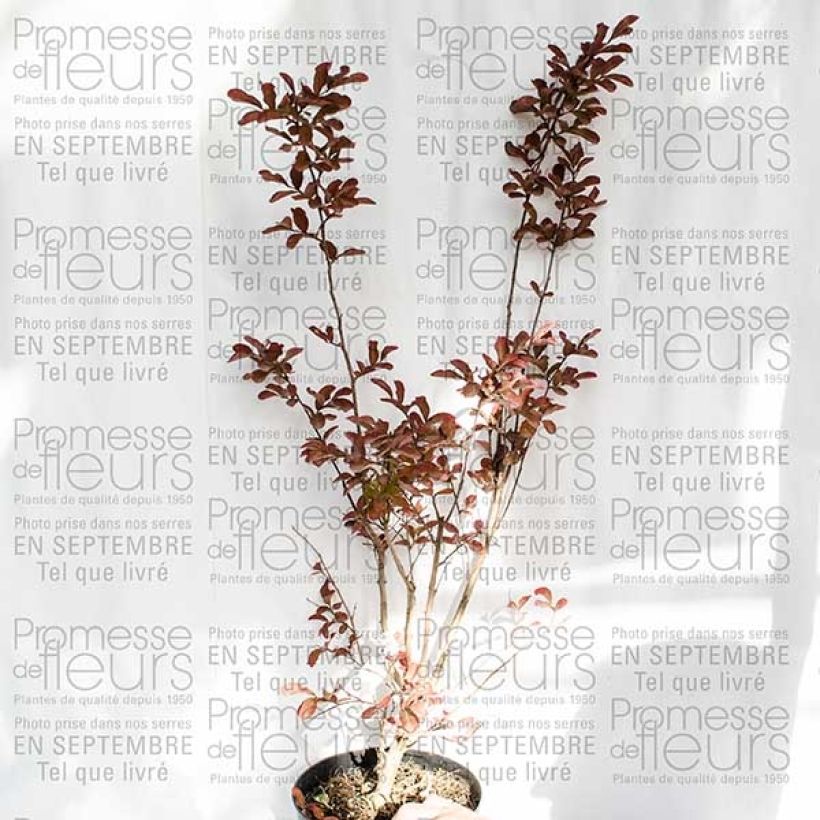 Example of Lagerstroemia indica Mauve - Lilas des Indes Pot de 2L/3L as you get